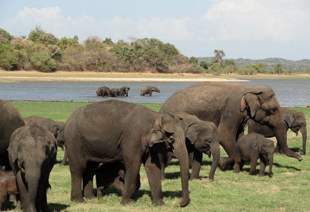 minneriya national park