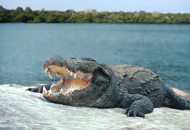 wilpattu national park